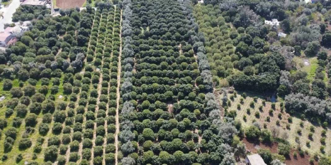 Hasatta ayrı tesiste ayrı mesai: 2025’te 10 TL olan fiyat bu yıl 50 TL’ye çıktı 3